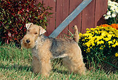 DOG 02 CE0028 01
Black And Tan Lakeland Terrier Standing On Grass By Flowers And Barn