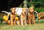 DOG 02 CE0029 01
Three Airedale Terriers Sitting On Grass By Wheelbarrow And Pumpkins