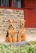 DOG 02 CE0030 01
Two Airedale Terriers Sitting By Red Barn