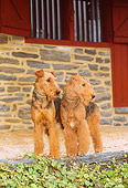 DOG 02 CE0031 01
Two Airedale Terriers Standing By Red Barn