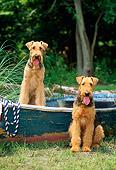 DOG 02 CE0032 01
Two Airedale Terriers Sitting In And Beside Rowboat On Grass