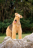 DOG 02 CE0034 01
Airedale Terrier Standing On Rock By Trees