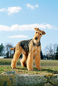 DOG 02 CE0035 01
Airedale Terrier Standing On Grass By Rock Trees Blue Sky