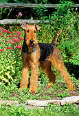 DOG 02 CE0037 01
Airedale Terrier Standing In Garden By Flowers