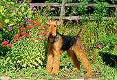 DOG 02 CE0038 01
Airedale Terrier Standing In Garden By Flowers
