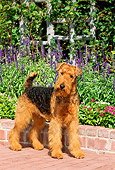 DOG 02 CE0039 01
Airedale Terrier Standing On Brick Patio By Flowers