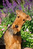 DOG 02 CE0040 01
Shoulder Shot Of Airedale Terrier Sitting By Flowers