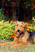 DOG 02 CE0041 01
Close-Up Of Airedale Terrier Laying On Grass By Flowers