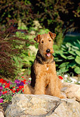 DOG 02 CE0043 01
Airedale Terrier Sitting In Garden By Rock And Flowers