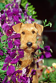 DOG 02 CE0044 01
Head Shot Of Airedale Terrier Sitting By Purple Flowers