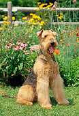 DOG 02 CE0045 01
Airedale Terrier Sitting On Grass By Flower Garden