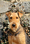 DOG 02 CE0046 01
Shoulder Shot Of Airedale Terrier Sitting By Stone Wall
