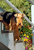 DOG 02 CE0047 01
Airedale Terrier Peeking Under Stair Railing By Flowers