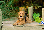 DOG 02 CE0048 01
Airedale Terrier Laying On Dock By Foliage