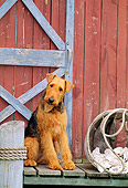 DOG 02 CE0049 01
Airedale Terrier Sitting On Dock By Boathouse