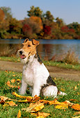 DOG 02 CE0052 01
Fox Terrier Sitting On Leaves By Lake Autumn Trees And Blue Sky