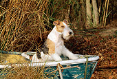 DOG 02 CE0056 01
Fox Terrier Standing In Rowboat By Tall Grasses Leaves And Trees