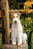 DOG 02 CE0057 01
Fox Terrier Sitting On Tree Stump By Fence And Flowers
