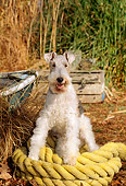 DOG 02 CE0058 01
Fox Terrier Sitting On Rope By Rowboat And Tall Grass