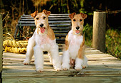 DOG 02 CE0059 01
Two Fox Terriers Sitting On Dock By Rope And Lobster Trap