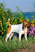 DOG 02 CE0061 01
Fox Terrier Standing On Grass By Flowers Water And Blue Sky