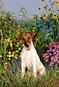 DOG 02 CE0062 01
Fox Terrier Sitting On Grass By Flowers Water And Blue Sky