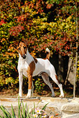 DOG 02 CE0064 01
Fox Terrier Standing On Stone Wall By Autumn Trees