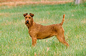 DOG 02 CE0065 01
Irish Terrier Standing In Field