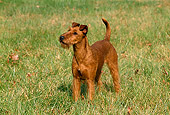 DOG 02 CE0066 01
Irish Terrier Standing In Field