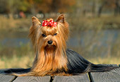 DOG 02 CE0072 01
Yorkshire Terrier Sitting On Deck By Pond