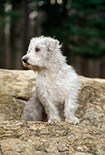 DOG 02 CE0073 01
Glen Of Imaal Terrier Standing On Boulder