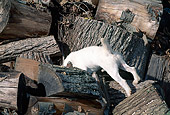 DOG 02 CE0076 01
Jack Russell Terrier Searching In Woodpile