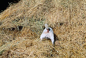 DOG 02 CE0077 01
Jack Russell Terrier Digging In Haystack