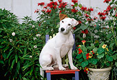 DOG 02 CE0080 01
Jack Russell Terrier Sitting On Chair By Flowers