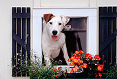 DOG 02 CE0081 01
Jack Russell Terrier Peeking Out Of Window By Flowers