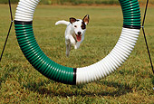 DOG 02 CE0082 01
Jack Russell Terrier Approaching Ring Jump On Grass