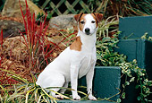 DOG 02 CE0083 01
Jack Russell Terrier Sitting On Steps In Garden
