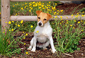 DOG 02 CE0084 01
Jack Russell Terrier Sitting By Yellow Flowers And Fence
