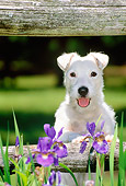 DOG 02 CE0085 01
Jack Russell Terrier Sitting By Purple Flowers And Fence
