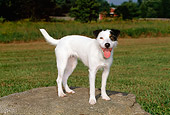 DOG 02 CE0090 01
Jack Russell Terrier Standing On Boulder In Field