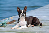DOG 02 CE0093 01
Boston Terrier Laying On Dock By Water