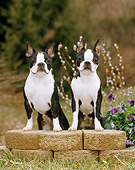 DOG 02 CE0094 01
Two Boston Terriers Stepping On Bricks By Flowers