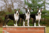 DOG 02 CE0095 01
Three Boston Terriers Standing On Wooden Platform  By Trees