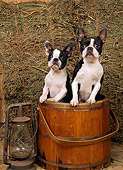 DOG 02 CE0096 01
Two Boston Terriers Standing In Wooden Bucket By Lantern And Hay In Barn