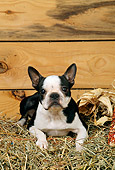 DOG 02 CE0097 01
Boston Terrier Laying On Hay In Barn