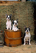 DOG 02 CE0099 01
Three Boston Terriers Standing In Wooden Bucket By Lantern And Hay In Barn