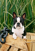 DOG 02 CE0100 01
Shoulder Shot Of Boston Terrier Sitting In Basket By Chain And Tall Grass