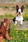 DOG 02 CE0101 01
Shoulder Shot Of Boston Terrier Leaning On Fence Rail By Boots And Yellow Flowers
