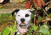 DOG 02 CE0103 01
Head Shot Of American Pit Bull Terrier Sitting In Foliage
