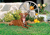 DOG 02 CE0107 01
American Pit Bull Terrier Laying On Grass By Stone Wall And Wagon Wheel